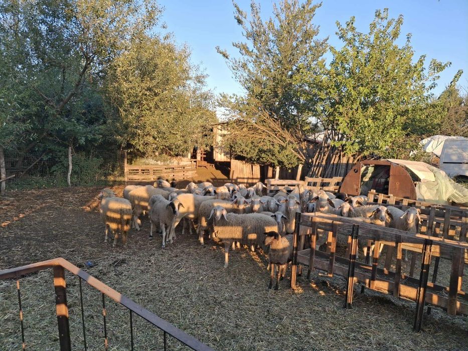 Vând oi metis bergamasca
