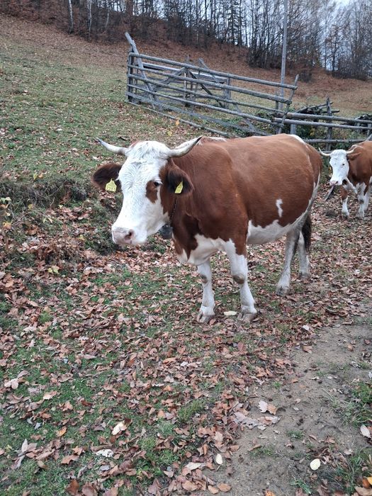 Vand vaca de 6 ani gestanta