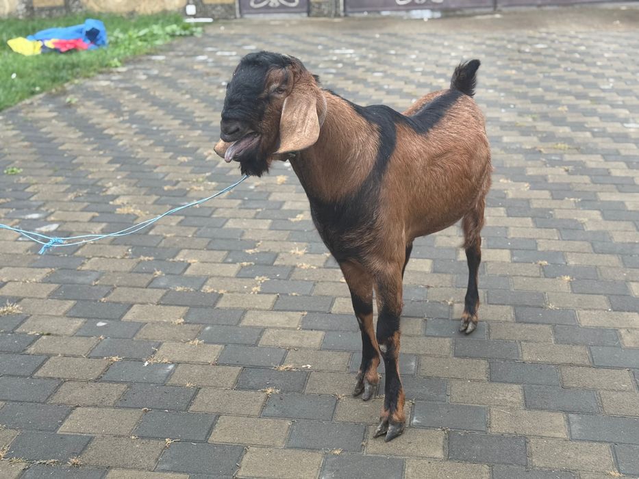 Tap anglonubian de 1 an si 3 luni