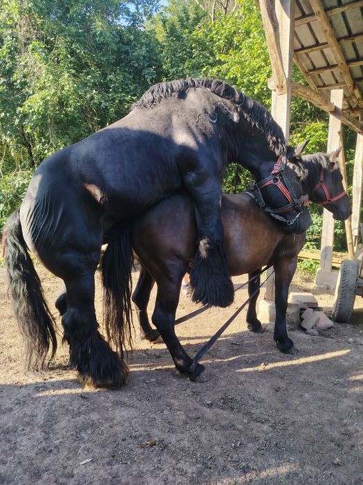 Vând iapa de 6 ani cu mânză de 4 luni