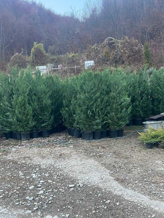 Thuia  leilandi  la comanda