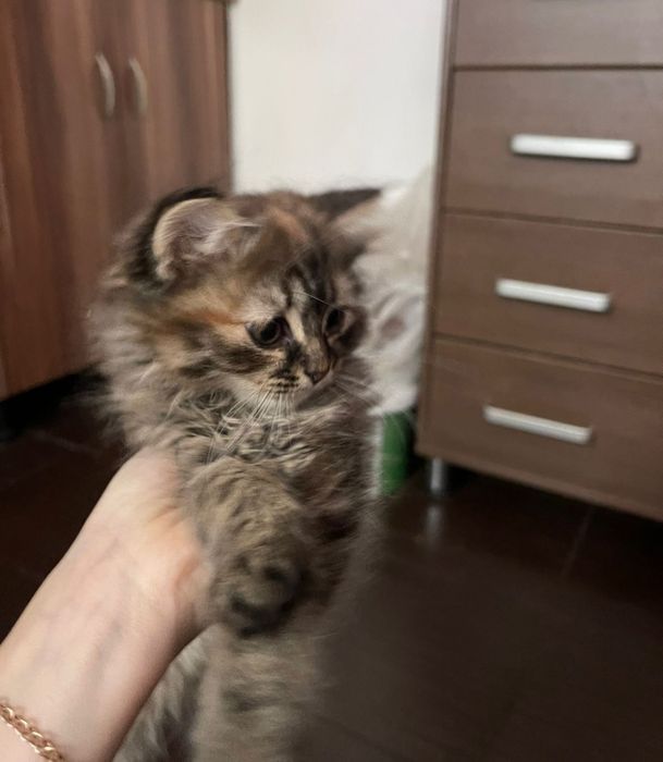 Отдам котенка в добрые руки