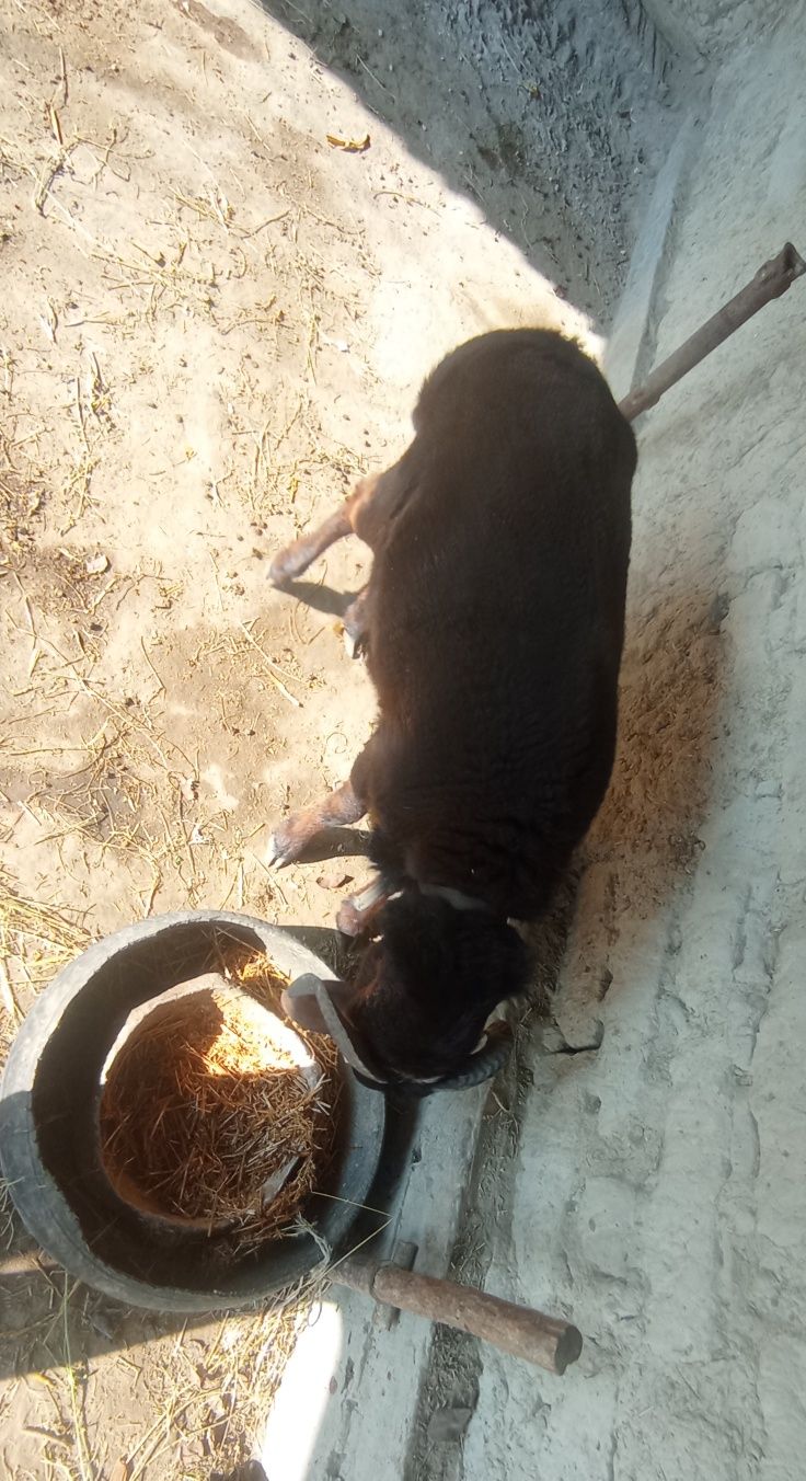 Qo'chqor Sotiladi