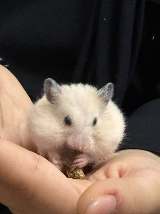 Хомяком, отдам бесплатно в добрые руки
Он маленький, забавный и с