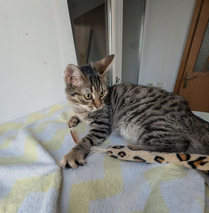 Adopție Pui Pisică (4-5 luni) Brașov, Gratuit