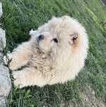 Pui chow chow alb