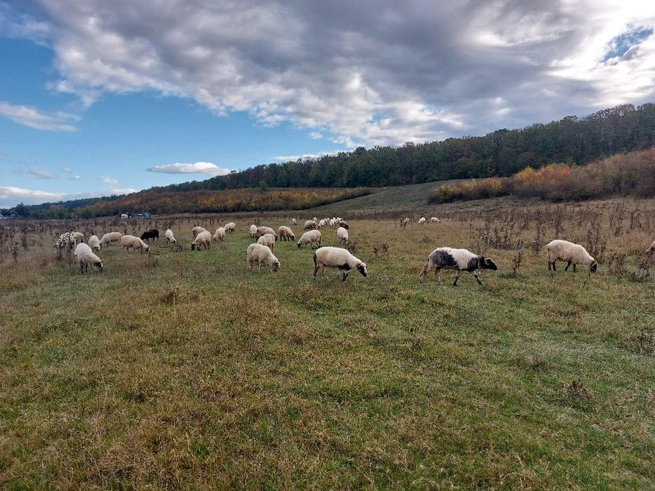 Oi Țurcane Breze Grase