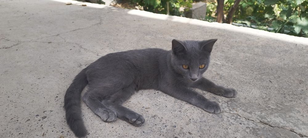 Salom mushuk sotiladi erkak