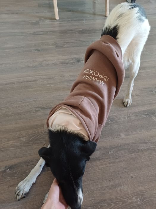 Леди, ищет любящую семью