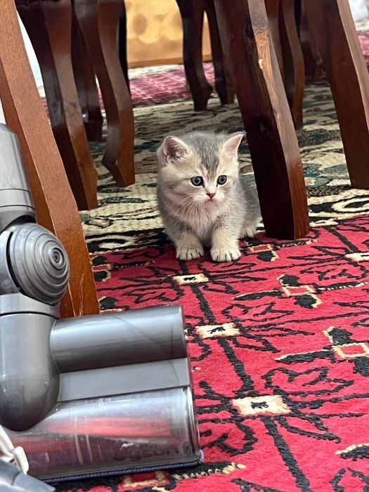 Кошка Мушук Zalatoy Mushuk bolalari 2 ta oʻgʻil 2 ta qiz