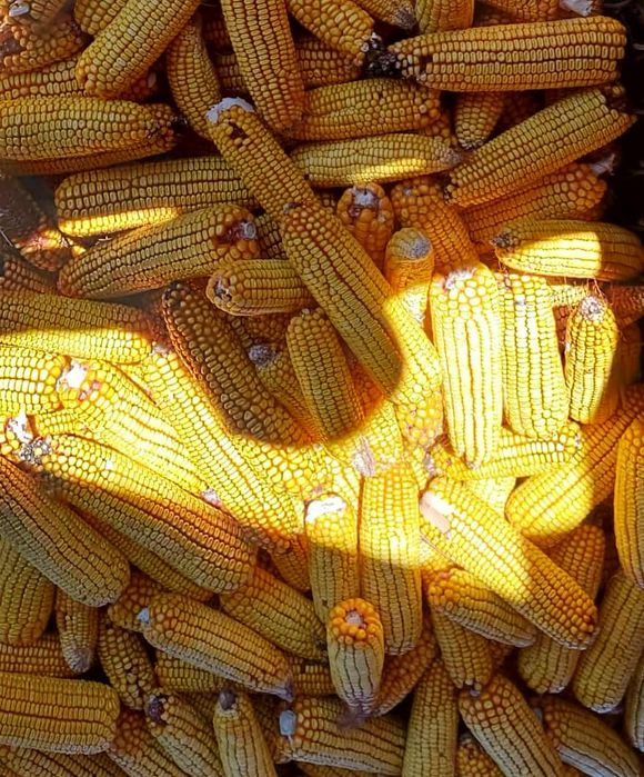 De vânzare grăunțe și baloți din lucernă