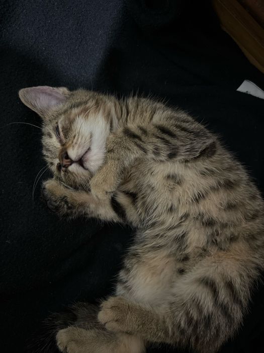 dau spre adoptie un pisoias