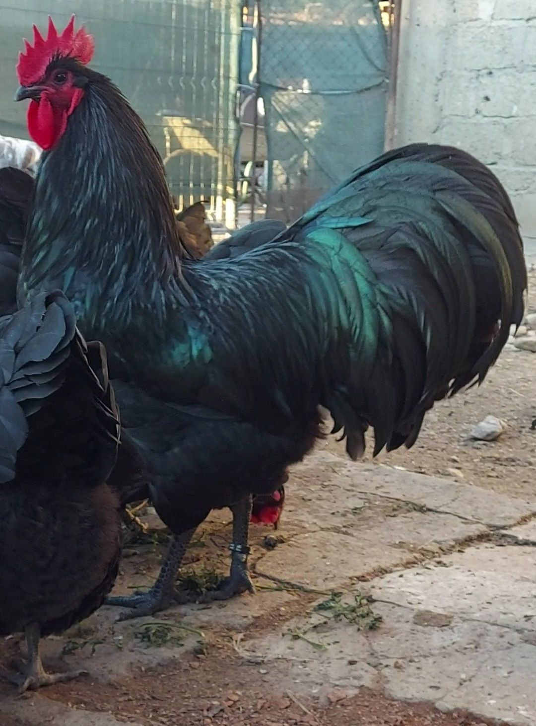 Disponibili 9 pui australorp de 1 zi