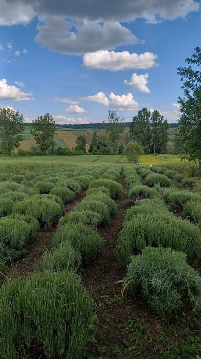 Vand tufe de lavanda