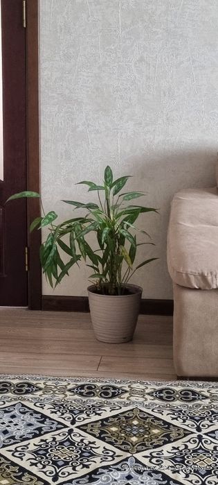 Комнатный цветок. Аглаонема