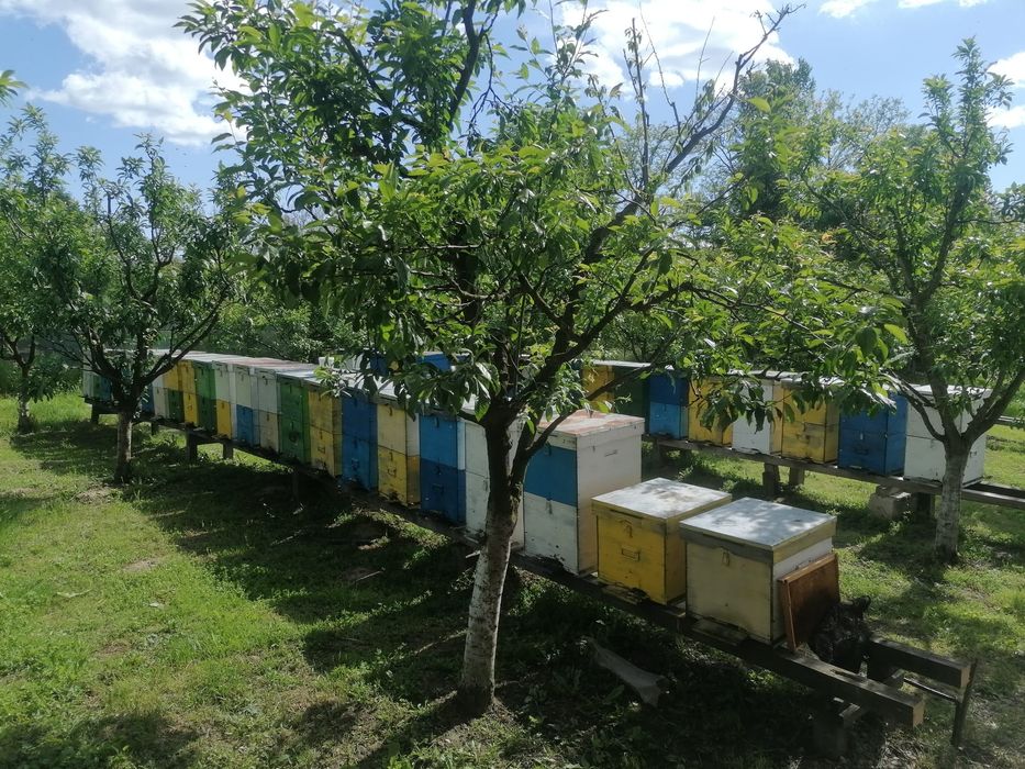 Stupi de albine familii 370 / stup