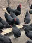 Gaini Australorp