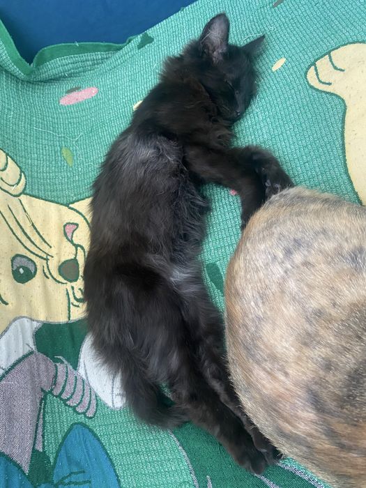 Отдам котенка в добрые руки!