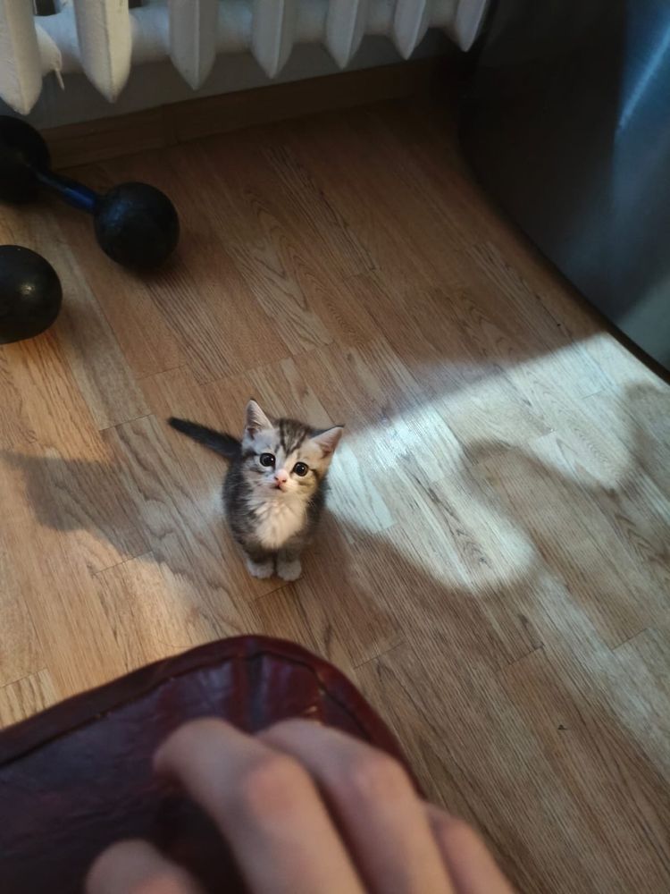 Котенок девочка 2 месяц