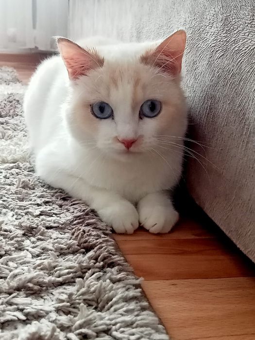 Кот, кастрированный