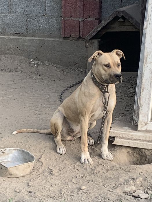 Американский стаффордширский терьер