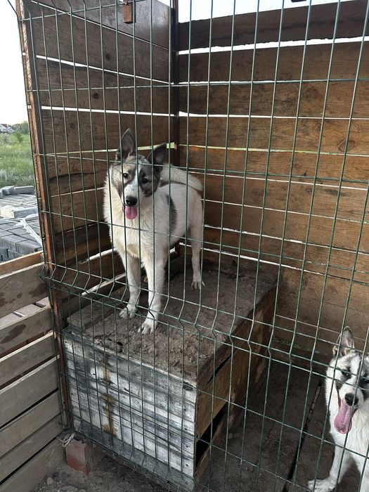 Продам шенков Лайек ЗСЛ