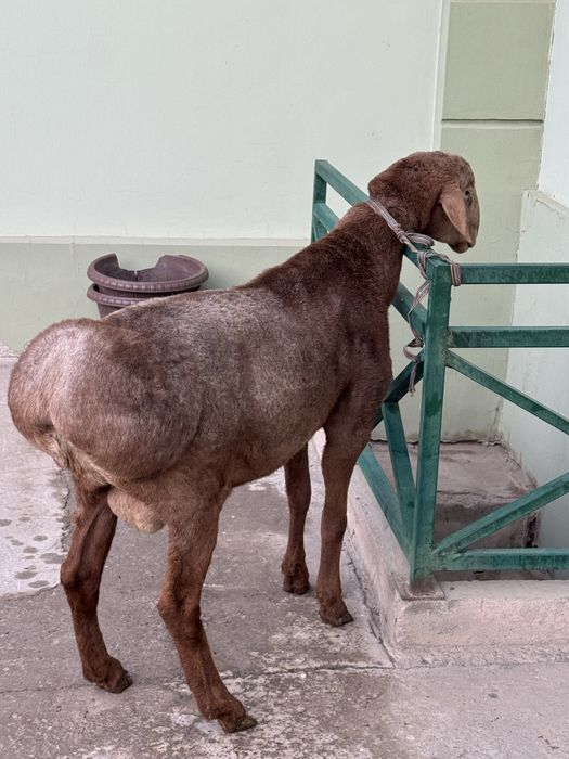 Arashan edilbay gibrit qochqor