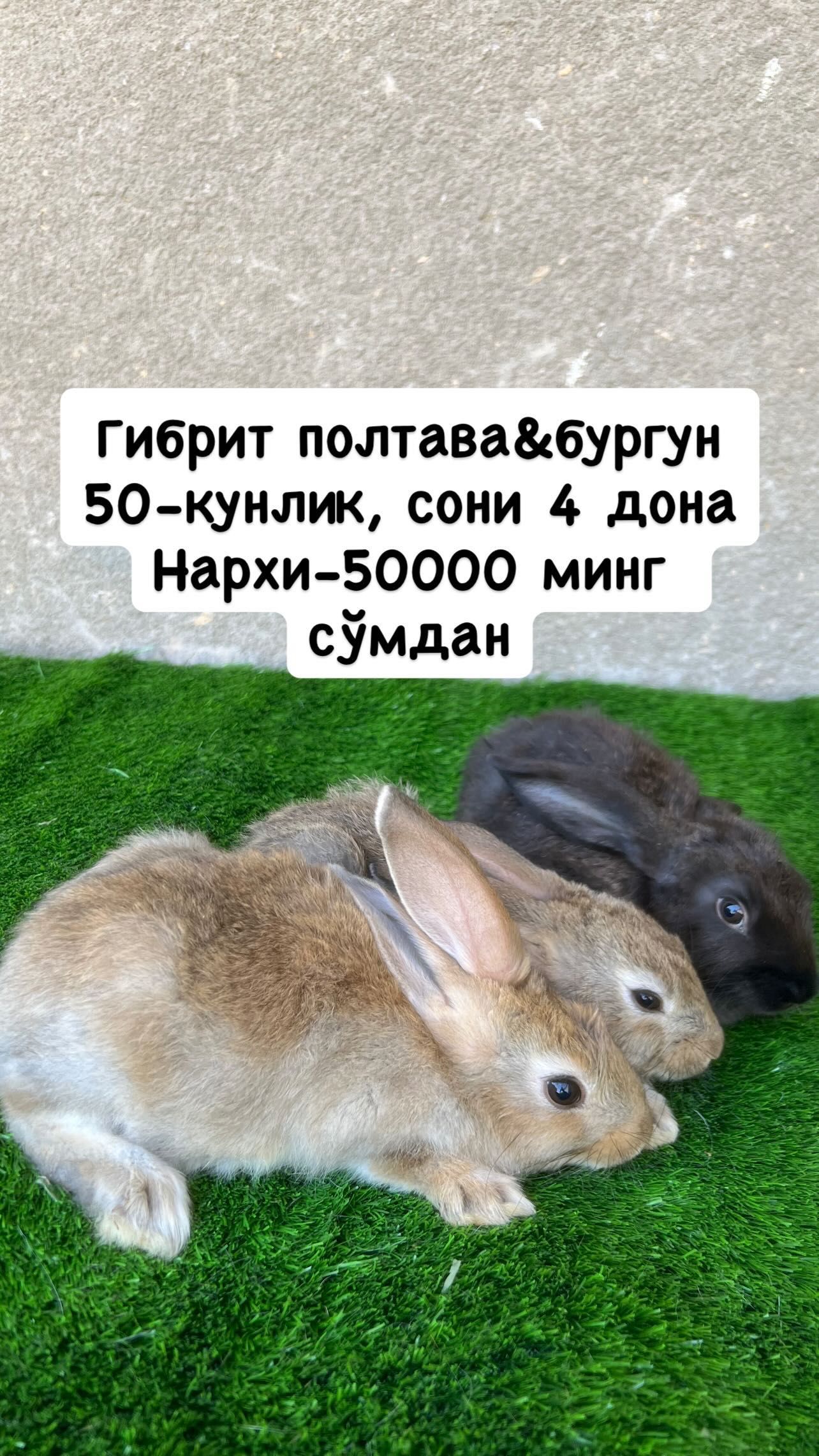 Қуенчалар‼️ совғалар учун