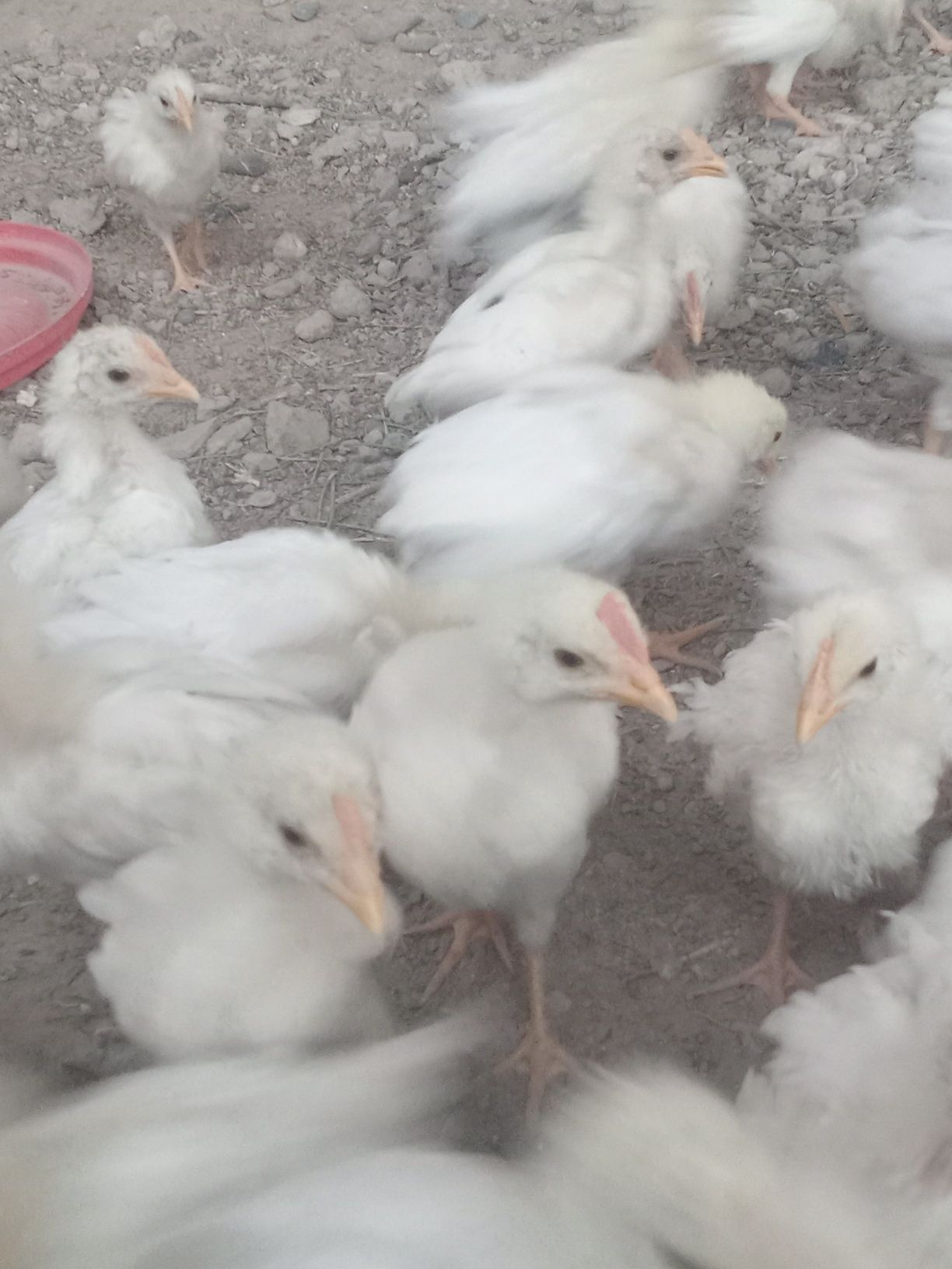 Jujalar sotiladi broller kobb-500 10 kunlik manzil samarqand