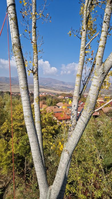 Toaletare, defrișare,taiere, reducere coraona arbori in sistem