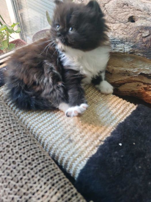 Персийски котета