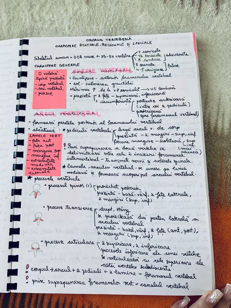 Notite anatomie anul 1 semestrul 1