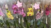 Орхидеи Оптом и в розницу