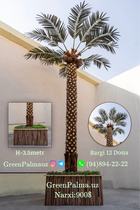 Palma Пальма  GreenPalmauz