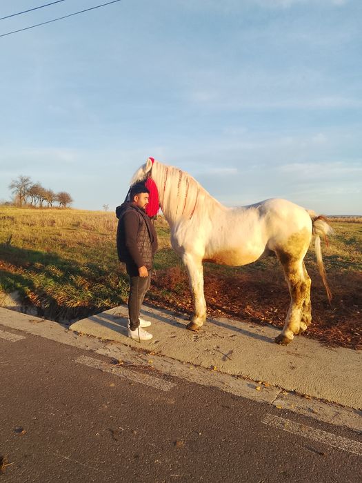 De vazare harmasar de 9 ani cuminte sănătos probe la fata locului