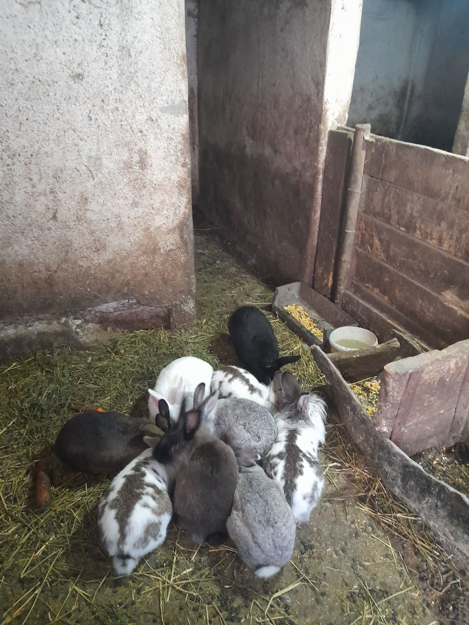 Vând iepuri din rasa cap de leu