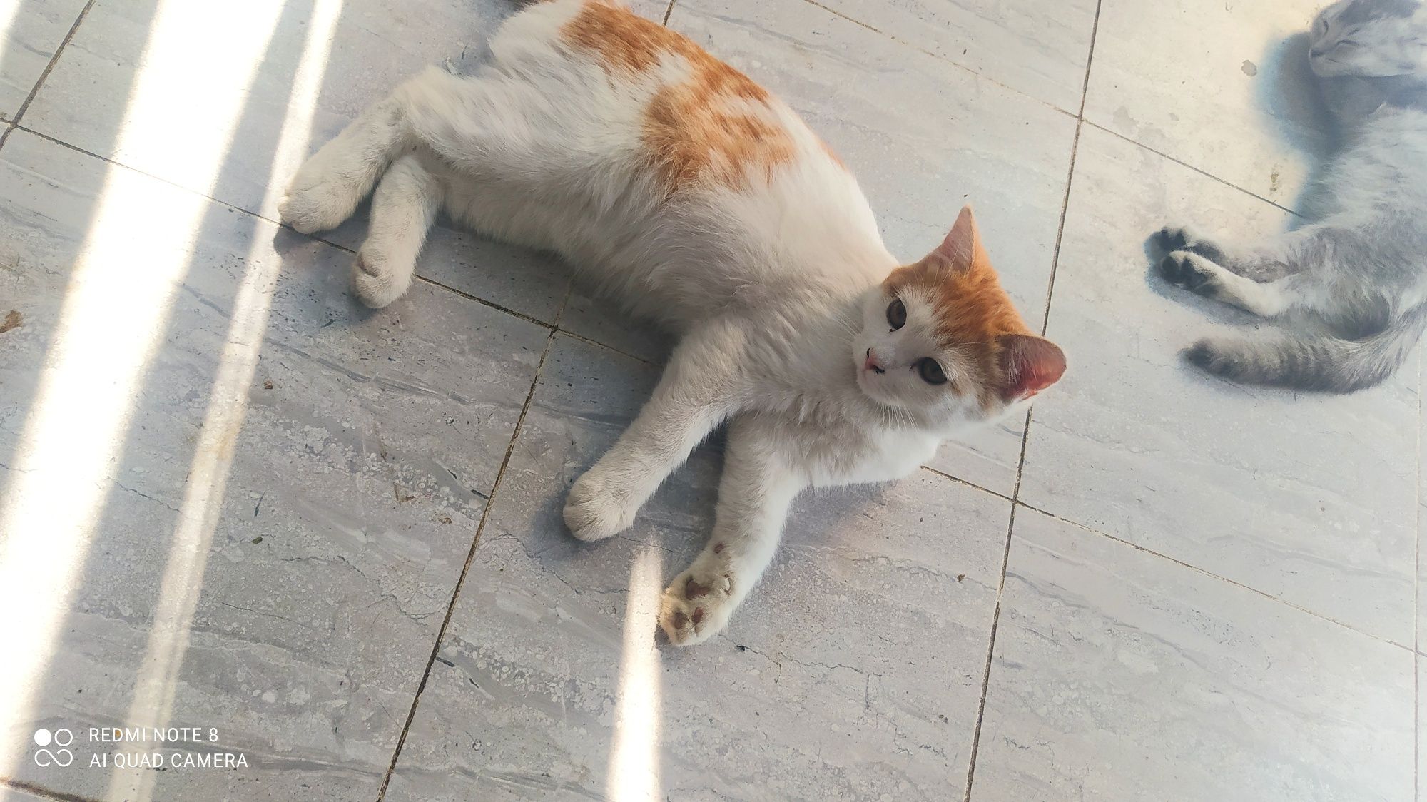 Скотч страйт Skotsh strayt