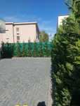 Gard viu Leylandii