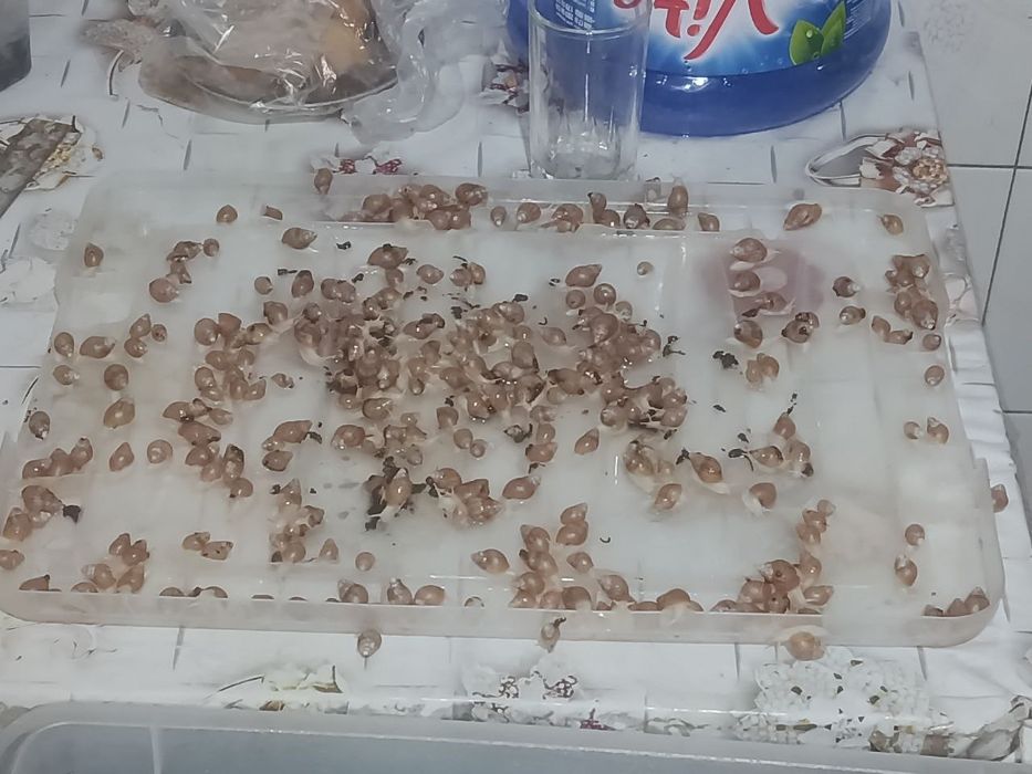 продаётся улитки