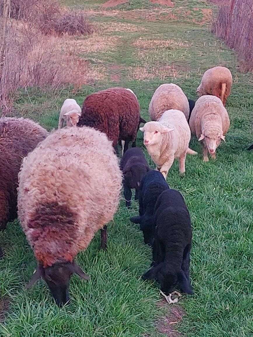 Vând 5 sau 8 oi tinere , 3 merinos și 5 metis carabas cu sufolk