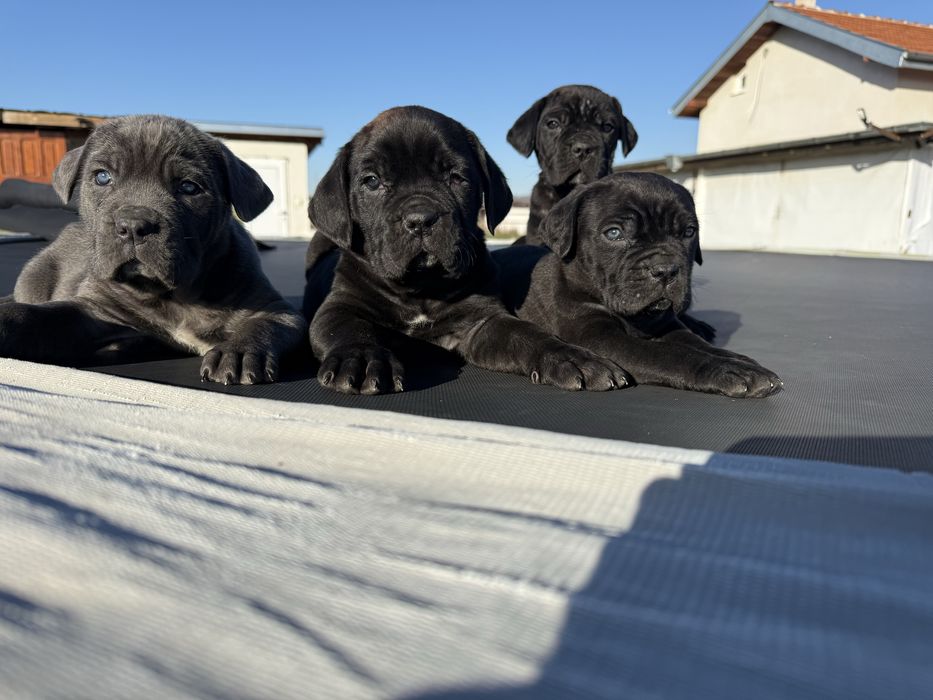 Кученца кане корсо