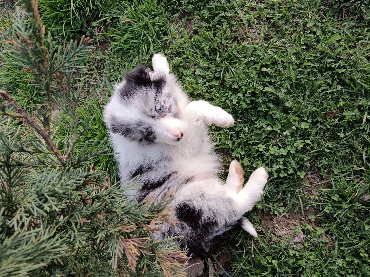 Border collie puiuți