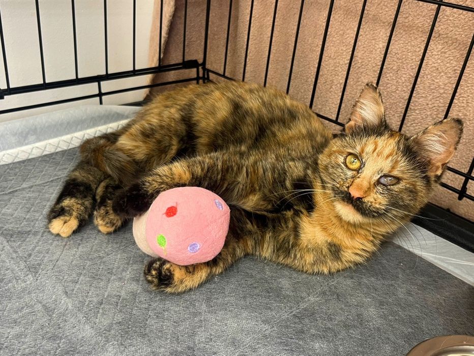 Pisicuță de patru luni