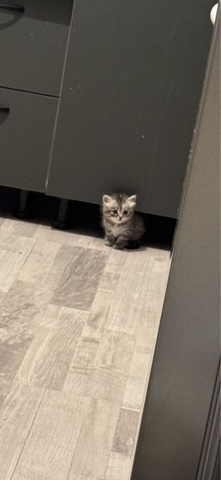 Шотландская кошка