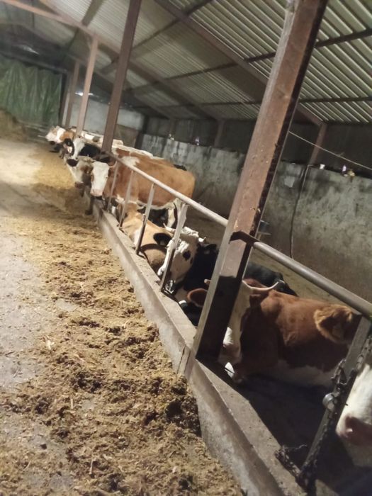 Vand lot de 10  Vaci Gestante si de lapte