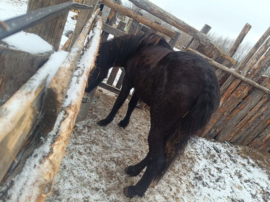 Продам Тай ,село Макинка