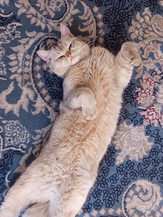 Вязка 500 000 серебристая Шиншила