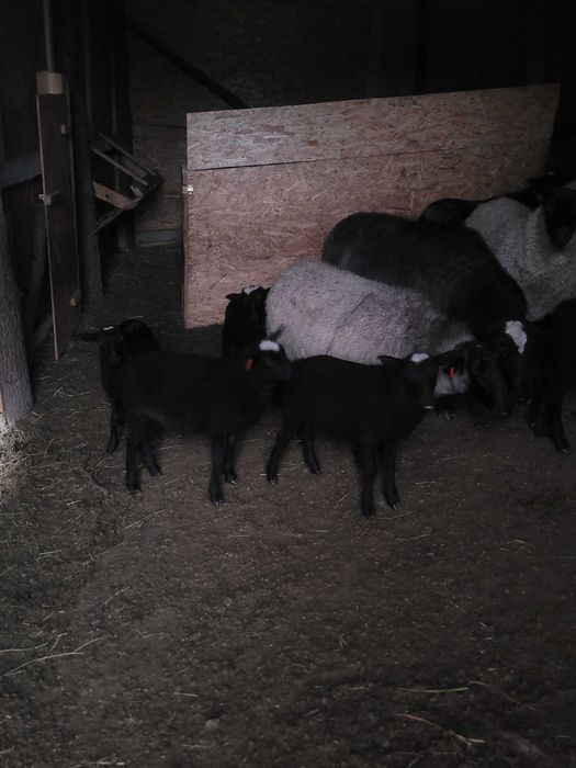 Oaie romanov la a doua fătare