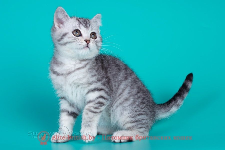 Британский котенок мальчик