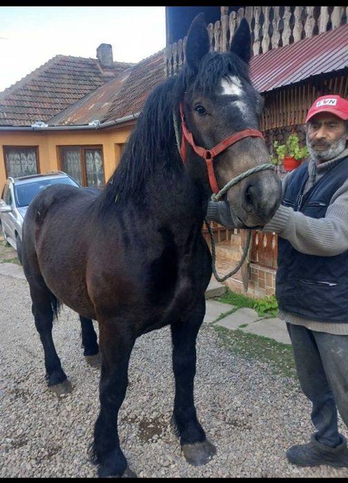Vând o manza de 1 an și 5 luni